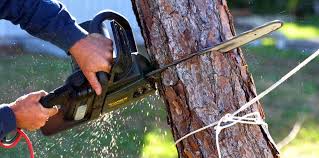 Best Tree Cabling and Bracing  in Merkel, TX