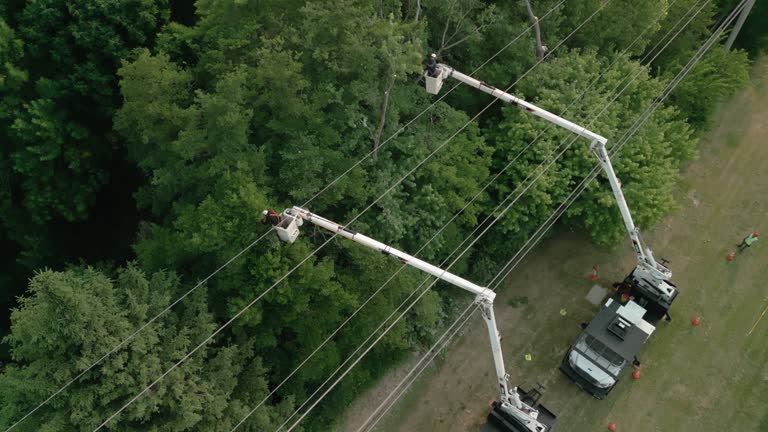 How Our Tree Care Process Works  in  Merkel, TX