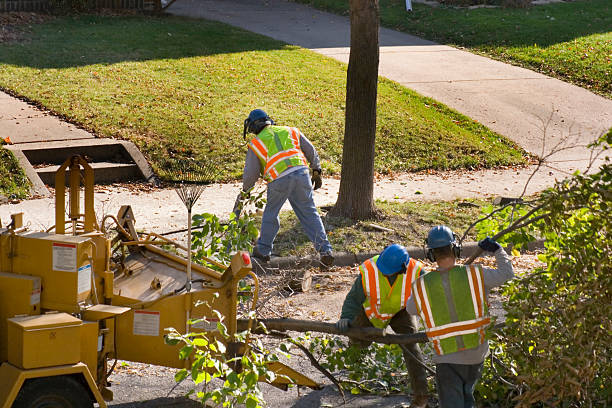 Best Leaf Removal  in Merkel, TX